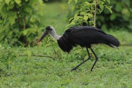 Bocian białoszyi - Ciconia episcopus - Woolly-necked Stork