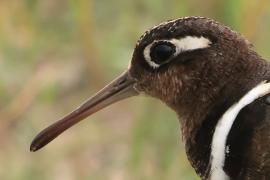 Złotosłonka bengalska - Rostratula benghalensis - Greater Painted-snipe
