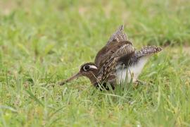 Złotosłonka bengalska - Rostratula benghalensis - Greater Painted-snipe