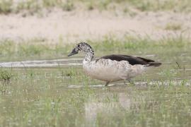 Dziwonos - Sarkidiornis melanotos - Comb Duck