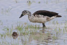 Dziwonos - Sarkidiornis melanotos - Comb Duck