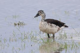 Dziwonos - Sarkidiornis melanotos - Comb Duck