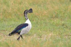 Dziwonos - Sarkidiornis melanotos - Comb Duck