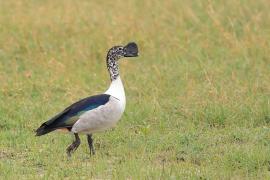 Dziwonos - Sarkidiornis melanotos - Comb Duck