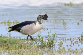 Dziwonos - Sarkidiornis melanotos - Comb Duck