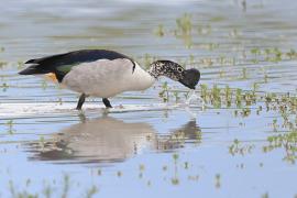 Dziwonos - Sarkidiornis melanotos - Comb Duck