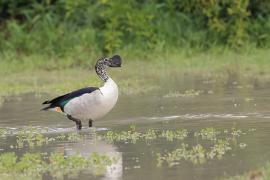 Dziwonos - Sarkidiornis melanotos - Comb Duck