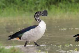 Dziwonos - Sarkidiornis melanotos - Knob-billed Duck