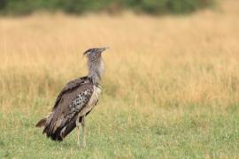 Drop olbrzymi - Ardeotis kori - Kori Bustard