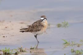 Sieweczka piaskowa - Charadrius pecuarius - Kittlitz's Plover