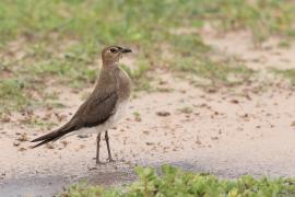 Żwirowiec stepowy - Glareola nordmanni - Black-winged pratincole
