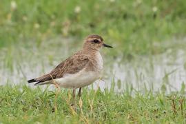 Sieweczka długonoga - Charadrius asiaticus - Caspian plover