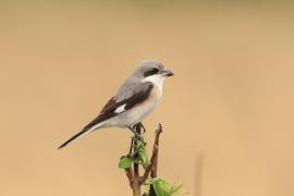Dzierzba czarnoczelna - Lanius minor - Lesser Grey Shrike