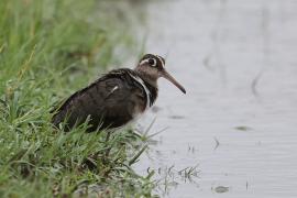 Złotosłonka bengalska - Rostratula benghalensis - Greater Painted-snipe