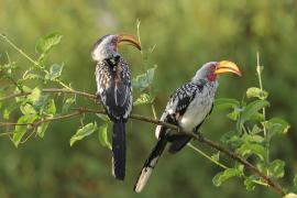 Toko czerwonolicy - Tockus leucomelas - Southern Yellow-billed Hornbill