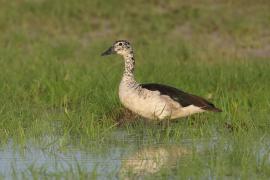 Dziwonos - Sarkidiornis melanotos - Comb Duck