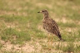 Kulon plamisty - Burhinus capensis - Spotted Thick-knee