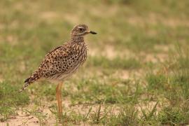 Kulon plamisty - Burhinus capensis - Spotted Thick-knee
