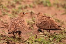 Stepówka dwuwstęgowa - Pterocles bicinctus - Double-banded Sandgrouse