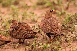 Stepówka dwuwstęgowa - Pterocles bicinctus - Double-banded Sandgrouse