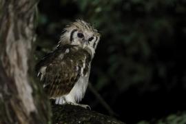 Puchacz mleczny - Bubo lacteus - Verreaux's Eagle Owl