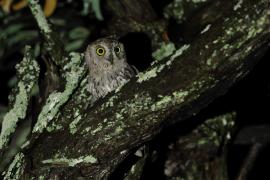 Syczek afrykański - Otus senegalensis - African Scops Owl