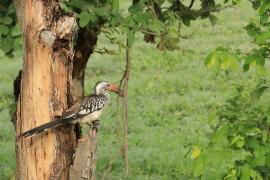 Toko buszmeński - Tockus rufirostris - Southern red-billed hornbill