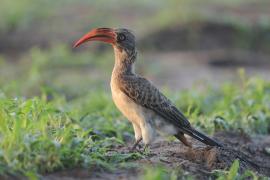 Toko ciemny - Lophoceros bradfieldi - Bradfield's hornbill