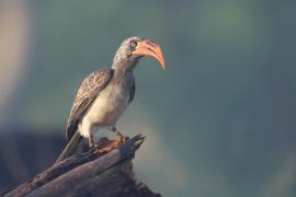 Toko ciemny - Lophoceros bradfieldi - Bradfield's hornbill