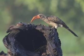 Toko ciemny - Lophoceros bradfieldi - Bradfield's hornbill