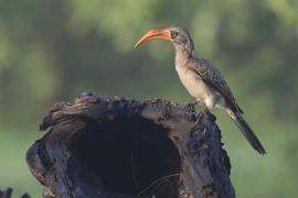 Toko ciemny - Lophoceros bradfieldi - Bradfield's hornbillToko ciemny - Lophoceros bradfieldi - Bradfield's hornbill