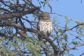 Sóweczka plamobrzucha - Glaucidium capense - African Barred Owlet
