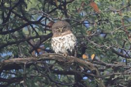 Sóweczka plamobrzucha - Glaucidium capense - African Barred Owlet