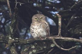 Sóweczka plamobrzucha - Glaucidium capense - African Barred Owlet