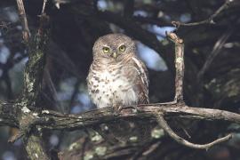 Sóweczka plamobrzucha - Glaucidium capense - African Barred Owlet