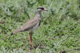 Czajka koroniasta - Vanellus coronatus - Crowned Lapwing