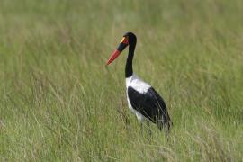 Żabiru afrykański - Ephippiorhynchus senegalensis - Saddle-billed Stork