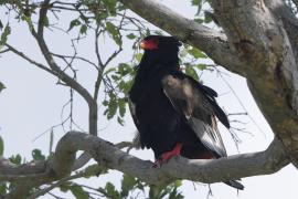 Kuglarz - Terathopius ecaudatus - Bateleur