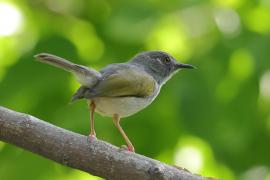 Beczak zielonogrzbiety - Camaroptera brachyura - Green-backed Camaroptera