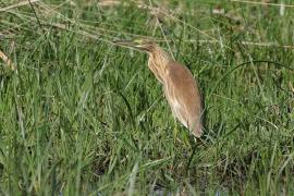Czapla modronosa - Ardeola ralloides - Squacco Heron
