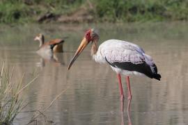 Dławigad afrykański - Mycteria ibis - Yellow-billed Stork