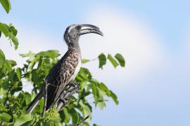 Toko nosaty - Lophoceros nasutus - African Grey Hornbill