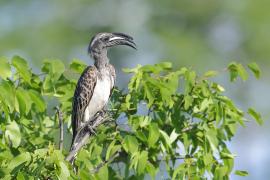 Toko nosaty - Lophoceros nasutus - African Grey Hornbill