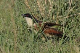 Kukal miedzianosterny - Centropus cupreicaudus - Coppery-tailed Coucal