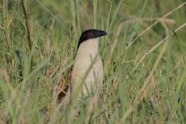 Kukal miedzianosterny - Centropus cupreicaudus - Coppery-tailed Coucal