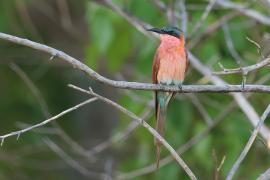Żołna karminowa - Merops nubicoides - Southern Carmine Bee-eater