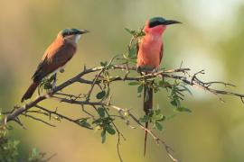 Żołna karminowa - Merops nubicoides - Southern Carmine Bee-eater