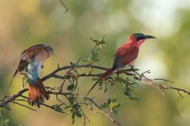 Żołna karminowa - Merops nubicoides - Southern Carmine Bee-eater