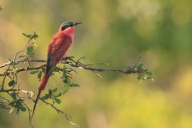 Żołna karminowa - Merops nubicoides - Southern Carmine Bee-eater