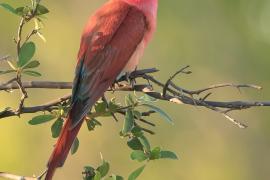 Żołna karminowa - Merops nubicoides - Southern Carmine Bee-eater